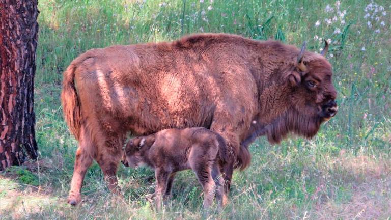 Bisontes polacos se acomodan a la Sierra de Andújar Bisontes polacos se acomodan a la Sierra de Andújar