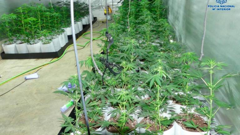 La Policía Nacional desmantela una plantación de marihuana en Andújar