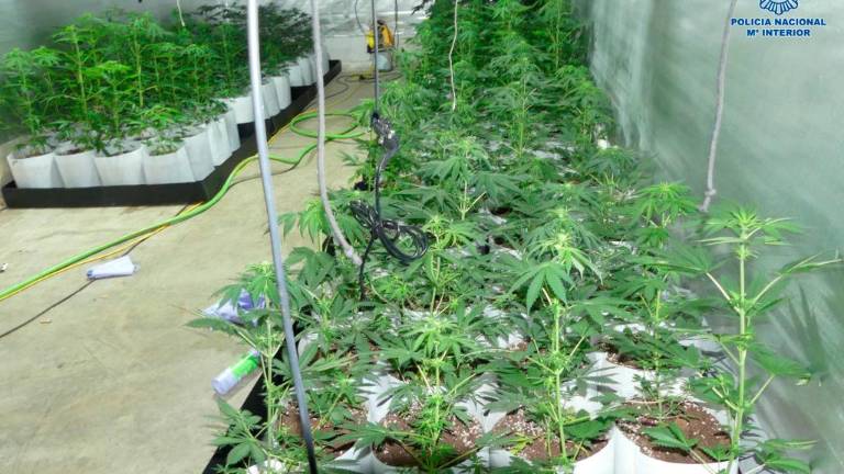 Decomisadas 128 plantas de marihuana Decomisadas 128 plantas de marihuana