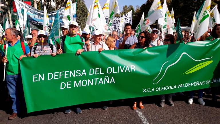 El olivar se levanta por el bajo precio del aceite El olivar se levanta por el bajo precio del aceite