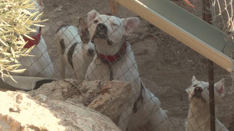 Una protectora denuncia las condiciones lamentables de perros en Frailes Una protectora denuncia las condiciones lamentables de perros en Frailes