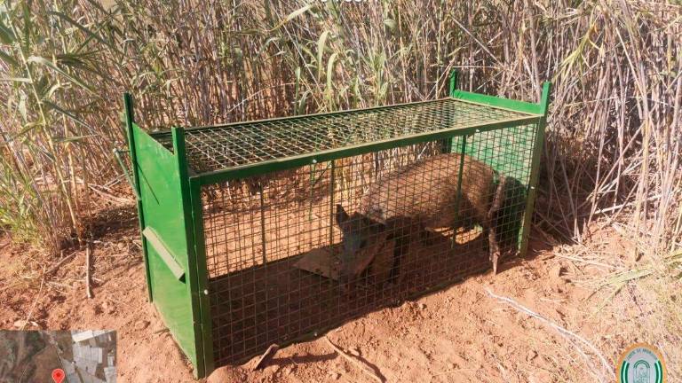 Andalucía impulsa medidas excepcionales para controlar la población de jabalíes Andalucía impulsa medidas excepcionales para controlar la población de jabalíes