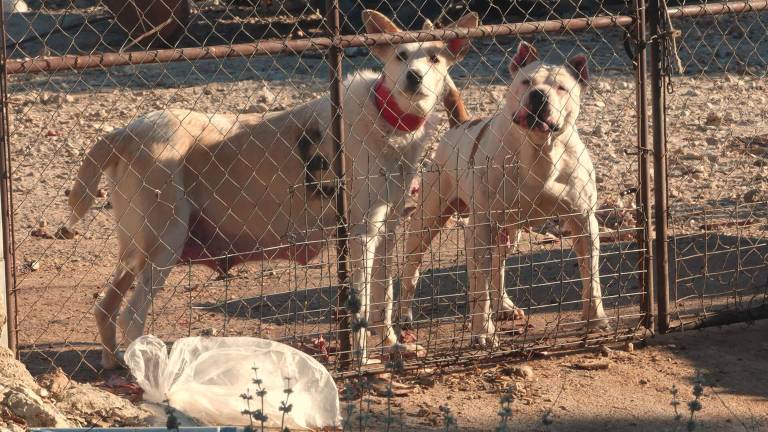 Una protectora denuncia las condiciones lamentables de perros en Frailes Una protectora denuncia las condiciones lamentables de perros en Frailes