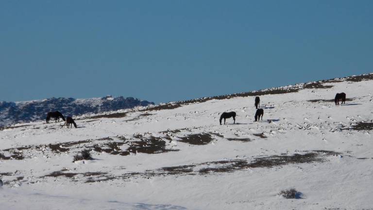 De las cumbres de las Tejoneras a los campos de Hernán Pelea De las cumbres de las Tejoneras a los campos de Hernán Pelea