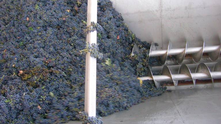 Jaén: El vino entre olivos Jaén: El vino entre olivos
