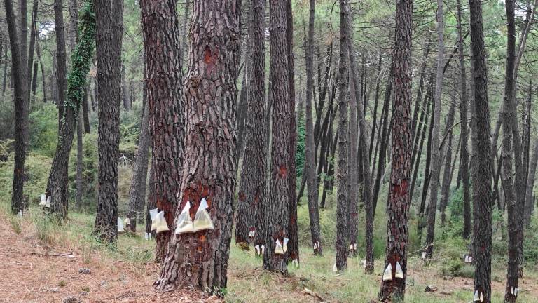 Entre los pinos resineros de Siles, en El Puntal Entre los pinos resineros de Siles, en El Puntal