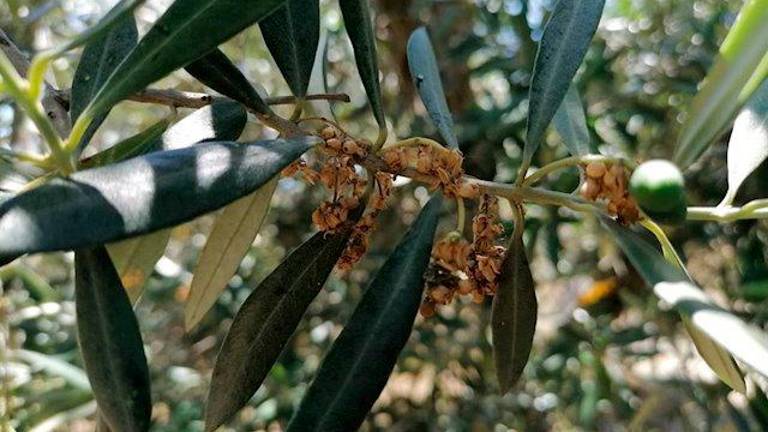 La plaga de prays que ya ha afectado entre el 20 y 50% de la flor del olivo La plaga de prays que ya ha afectado entre el 20 y 50% de la flor del olivo