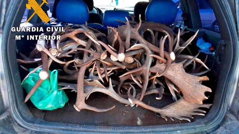 La Guardia Civil, ha intervenido 69 Kilogramos de cuernas La Guardia Civil, ha intervenido 69 Kilogramos de cuernas