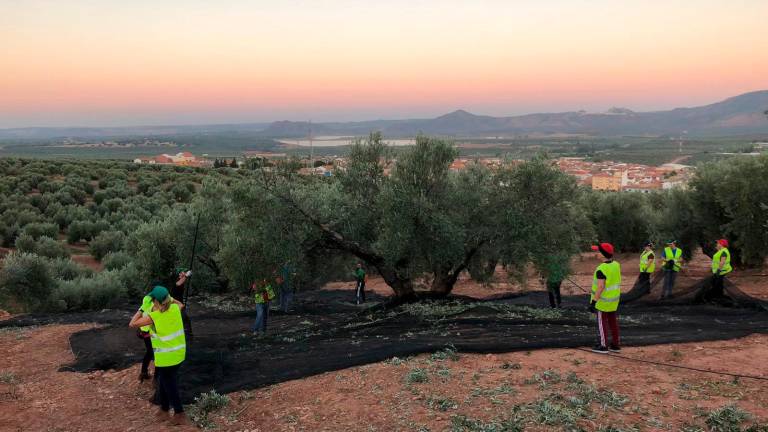 El aceite de oliva virgen extra ya está “a punto”