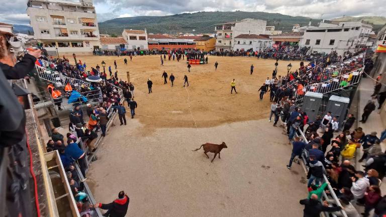 Encierran las últimas vaquillas en Arroyo del Ojanco Encierran las últimas vaquillas en Arroyo del Ojanco