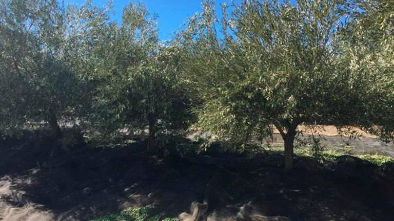 PSOE busca que la PAC contemple ayudas al olivar de montaña PSOE busca que la PAC contemple ayudas al olivar de montaña
