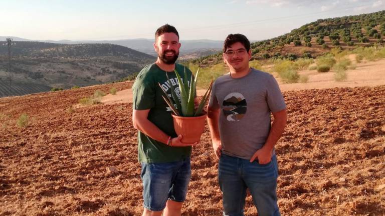 Dos pioneros abren camino al cultivo del aloe vera en El Condado Dos pioneros abren camino al cultivo del aloe vera en El Condado