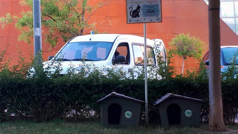 Gatos para acabar con las ratas Gatos para acabar con las ratas