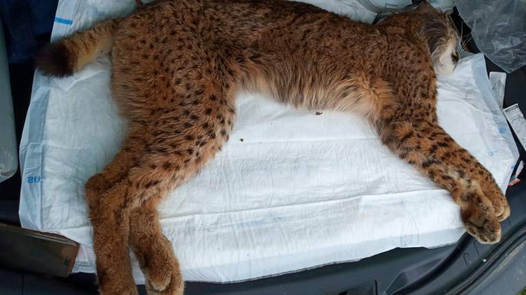 Rescatan a un lince herido gracias a un joven de Bailén