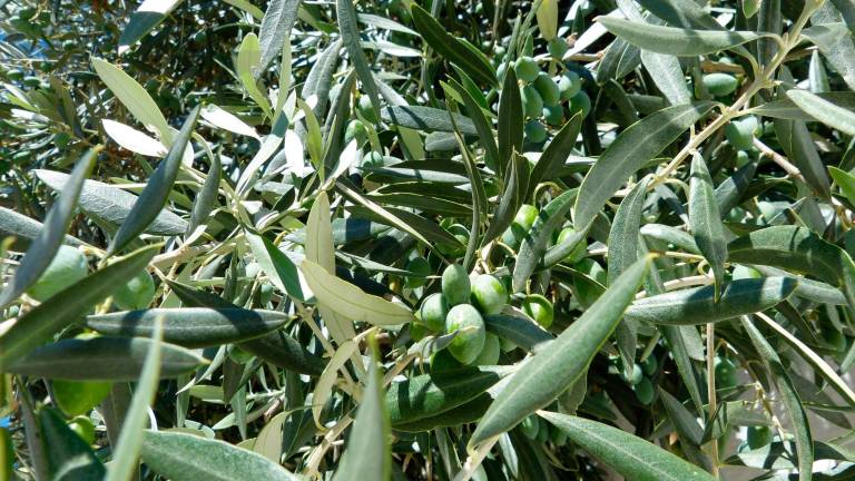 La campaña de comercialización de aceite de oliva cierra con todo vendido La campaña de comercialización de aceite de oliva cierra con todo vendido