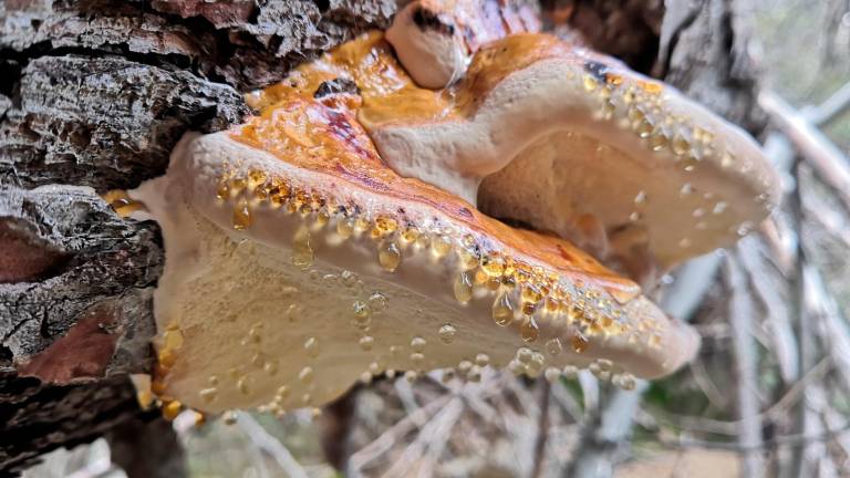 Fomitopsis pinicola Yesquero del pino