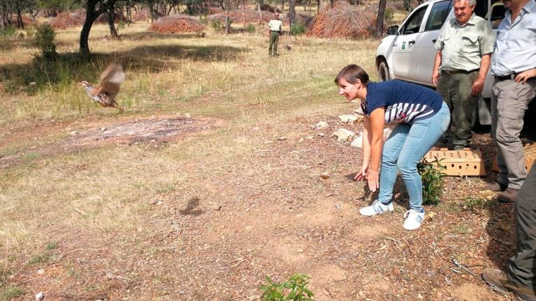 Suelta de perdices en el Parque Natural de Despeñaperros Suelta de perdices en el Parque Natural de Despeñaperros