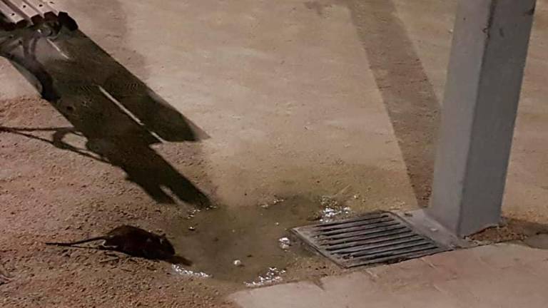 La calle Juan Pablo II, un “nido de ratas” que espera solución La calle Juan Pablo II, un “nido de ratas” que espera solución