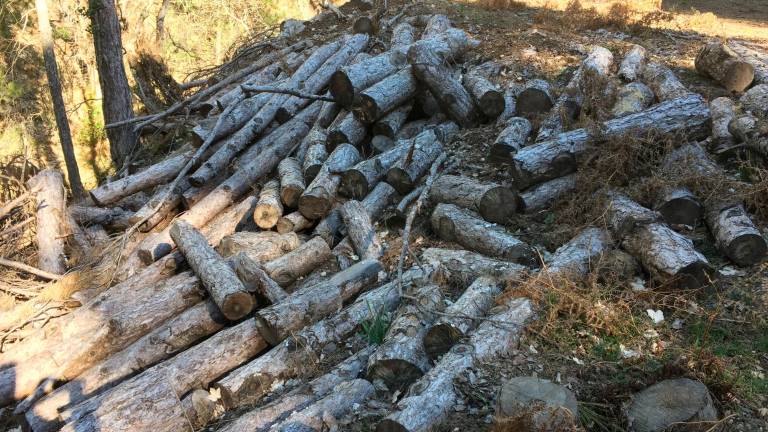 Denuncia ante el peligro de incendio en valiosos bosques Denuncia ante el peligro de incendio en valiosos bosques