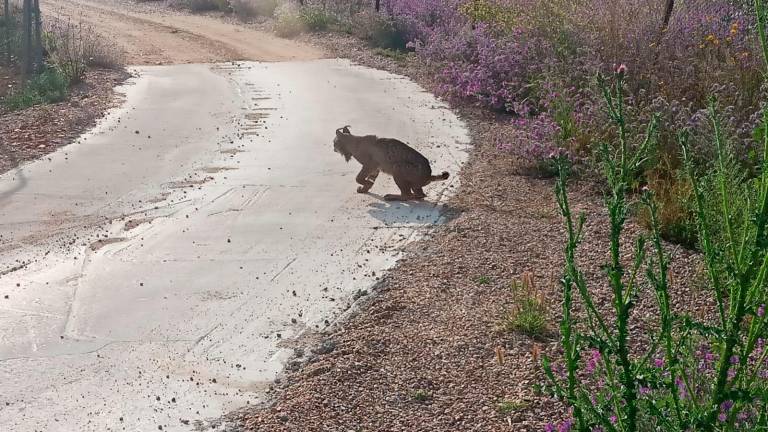 Rescatan a un lince herido gracias a un joven de Bailén