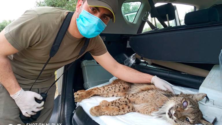 Rescatan a un lince herido gracias a un joven de Bailén Rescatan a un lince herido gracias a un joven de Bailén