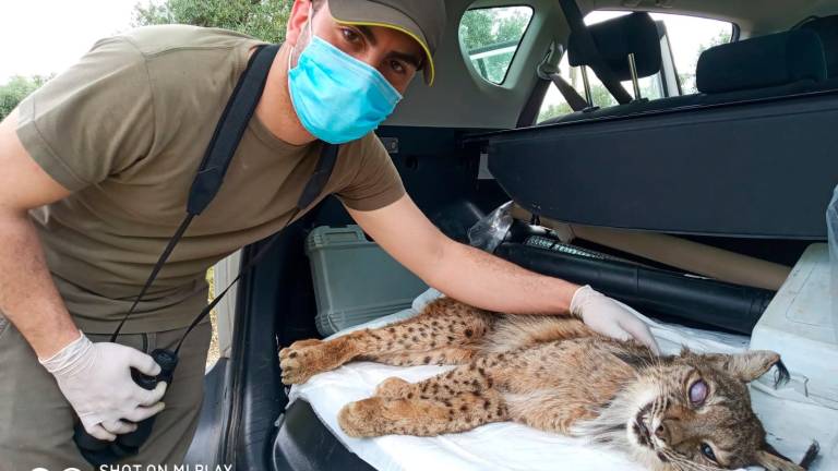 Rescatan a un lince herido gracias a un joven de Bailén