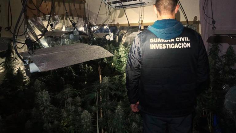 Desarticulados tres centros de producción de marihuana Desarticulados tres centros de producción de marihuana