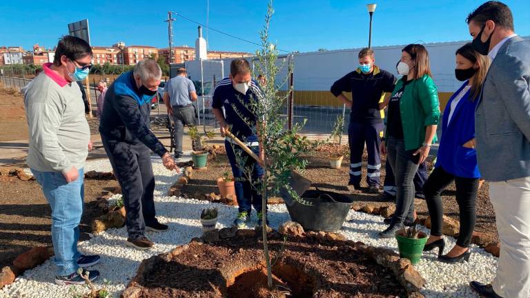 Plantación de un olivo por el reciclaje de más de cien cajas en La Carolina