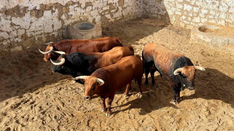 Este es el orden de lidia de los toros de esta tarde en Jaén Este es el orden de lidia de los toros de esta tarde en Jaén