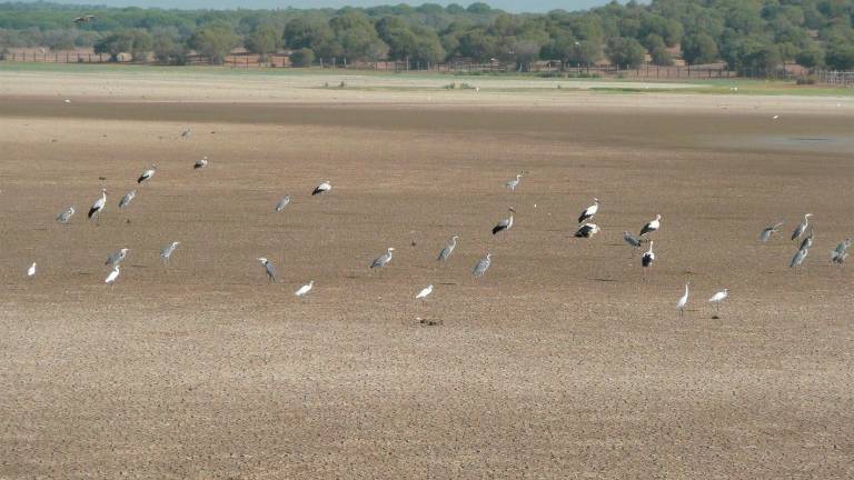 El dictamen de la Ley de regadíos del entorno de Doñana se aprobará el martes El dictamen de la Ley de regadíos del entorno de Doñana se aprobará el martes