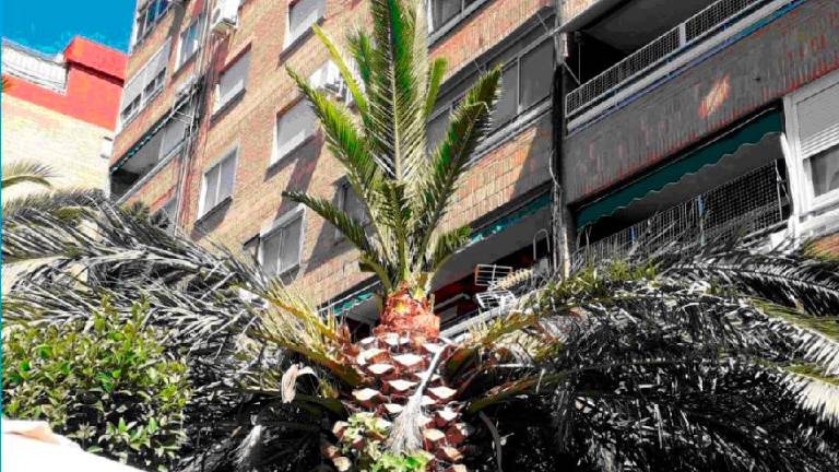 Medio Ambiente emplea trampas y feromonas contra el picudo rojo Medio Ambiente emplea trampas y feromonas contra el picudo rojo