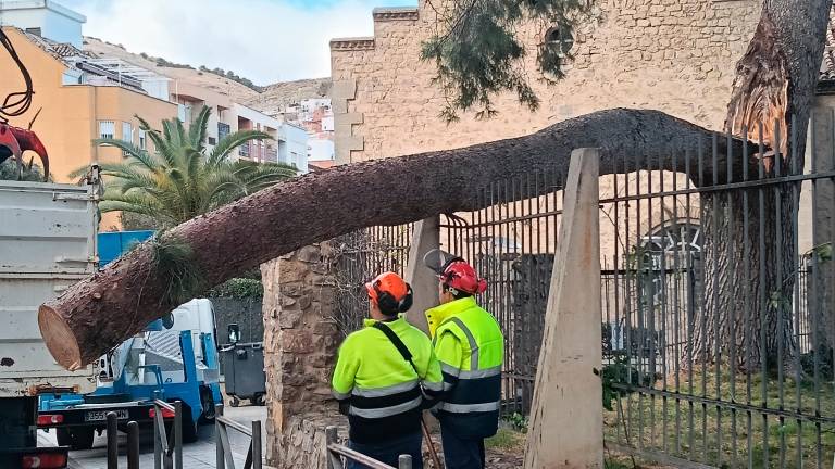 El viento tumba un árbol enorme del Seminario El viento tumba un árbol enorme del Seminario