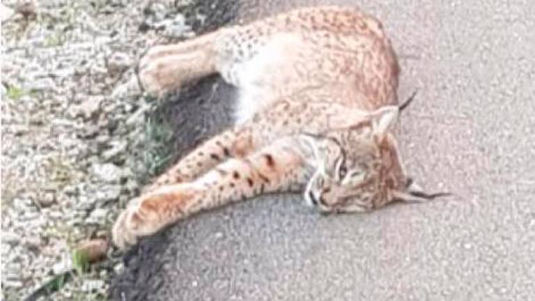 Un lince ibérico muere presuntamente atropellado entre Vilches y Linares Un lince ibérico muere presuntamente atropellado entre Vilches y Linares