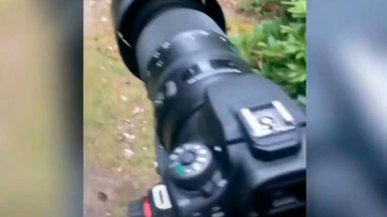 Youtuber se cuela en la selva en busca de wallabies australianos en Reino Unido Youtuber se cuela en la selva en busca de wallabies australianos en Reino Unido