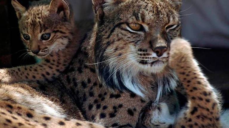 La Comisión Europea acepta continuar con el proyecto para la conservación del lince ibérico La Comisión Europea acepta continuar con el proyecto para la conservación del lince ibérico