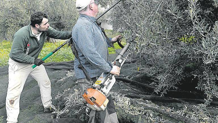 El PSOE apoya la reducción delas peonadas en el sector del olivar