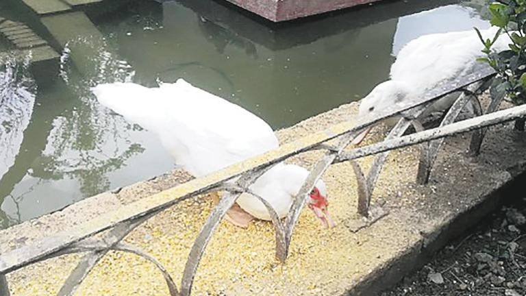 Los patos del parque de la Concordia vuelven a estar felices y alimentados Los patos del parque de la Concordia vuelven a estar felices y alimentados
