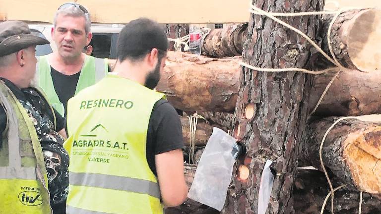 La riqueza del resinado del pino La riqueza del resinado del pino