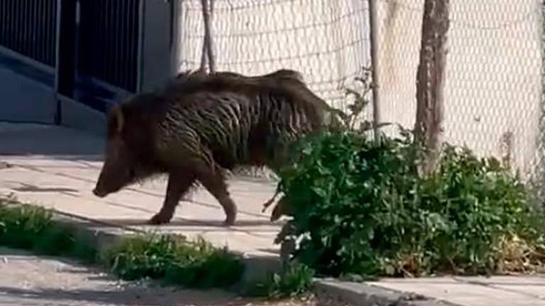 Sorpresa en Las Fuentezuelas: un jabalí se cuela en el barrio Sorpresa en Las Fuentezuelas: un jabalí se cuela en el barrio