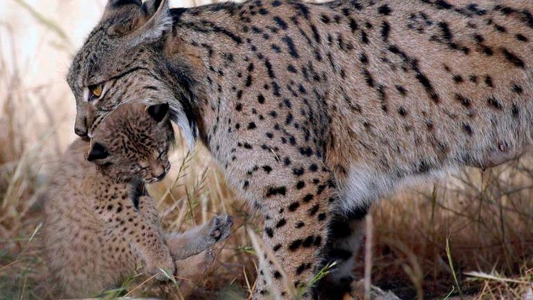 La población andaluza de linces crece un 3,1% liderada por el hábitat Andújar-Marmolejo-Montoro La población andaluza de linces crece un 3,1% liderada por el hábitat Andújar-Marmolejo-Montoro
