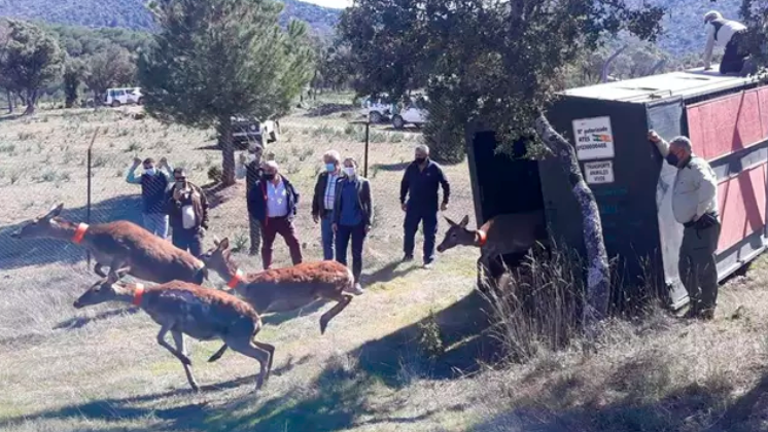 La Junta impulsa el programa de mejora cinegética en Despeñaperros La Junta impulsa el programa de mejora cinegética en Despeñaperros