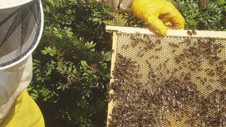 El sector apícola pide “valentía” para controlar la miel china El sector apícola pide “valentía” para controlar la miel china