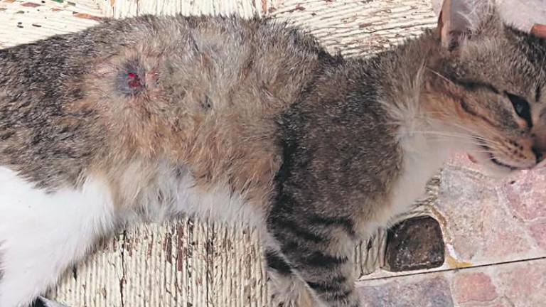 Indignación por la muerte a tiros de una gata en Martos Indignación por la muerte a tiros de una gata en Martos