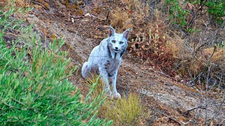 Investigan la pigmentación blanca del lince en Jaén Investigan la pigmentación blanca del lince en Jaén