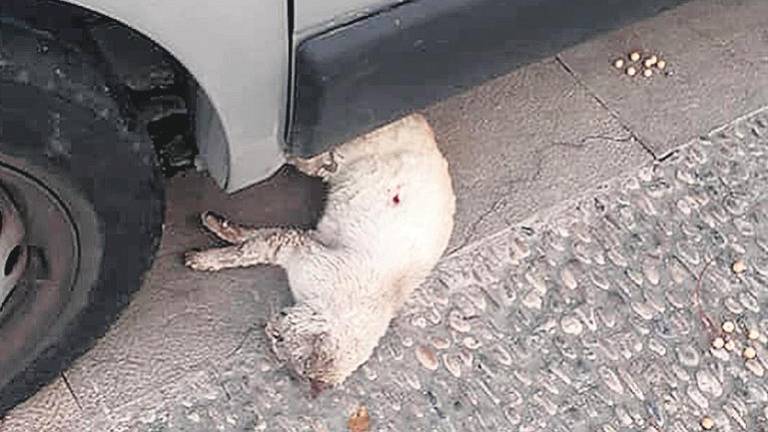 “Gatetes” denuncia que un vecino dispara a animales desde su ventana “Gatetes” denuncia que un vecino dispara a animales desde su ventana