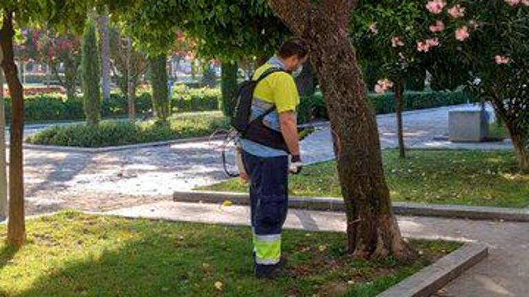 Nuevo tratamiento de endoterapia contra la galeruca que afecta al olmo Nuevo tratamiento de endoterapia contra la galeruca que afecta al olmo