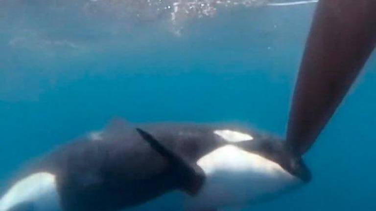 Las orcas atacan a la flota del la Vuelta al Mundo a Vela en Gibraltar Las orcas atacan a la flota del la Vuelta al Mundo a Vela en Gibraltar