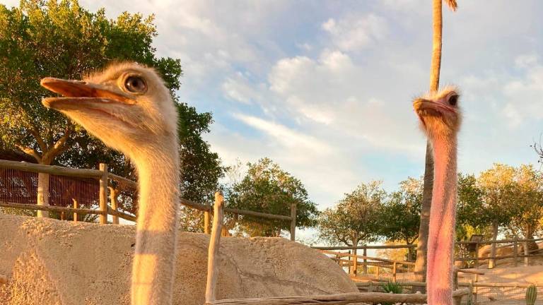 Roban un huevo de una avestruz en peligro de extinción del Oasys Minihollywood de Tabernas Roban un huevo de una avestruz en peligro de extinción del Oasys Minihollywood de Tabernas