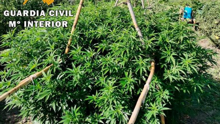 La Guardia Civil detiene a cuatro personas tras incautar 800 plantas de marihuana