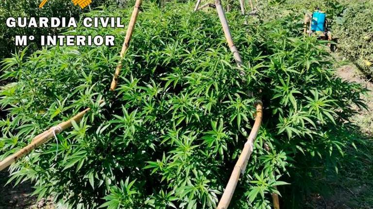 La Guardia Civil detiene a cuatro personas tras incautar 800 plantas de marihuana La Guardia Civil detiene a cuatro personas tras incautar 800 plantas de marihuana